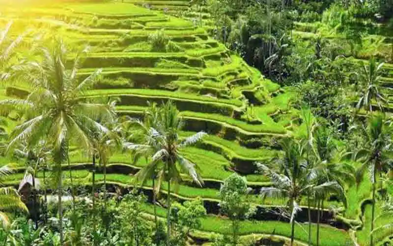 tegalalang tegalalang